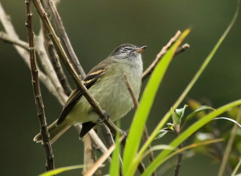 Tawny-rumped Tyrannulet