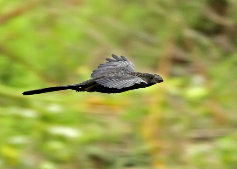 Smooth-billed Ani