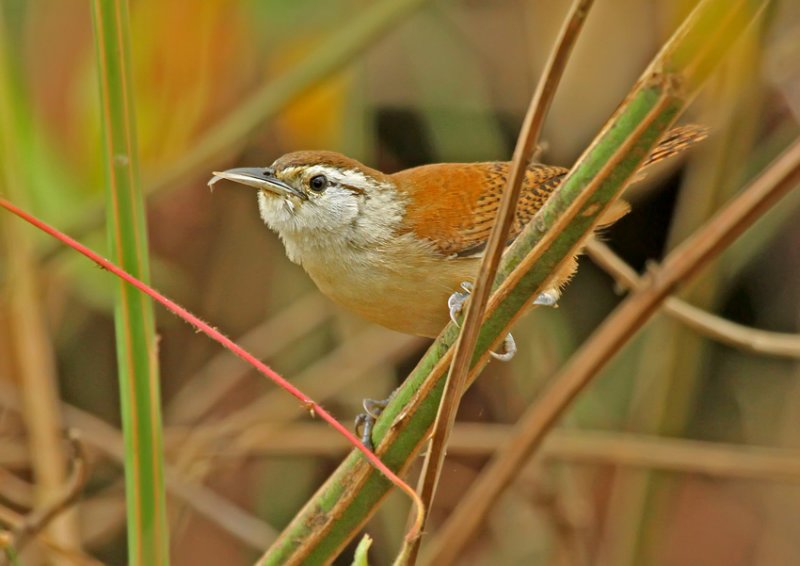 Superciliared Wren