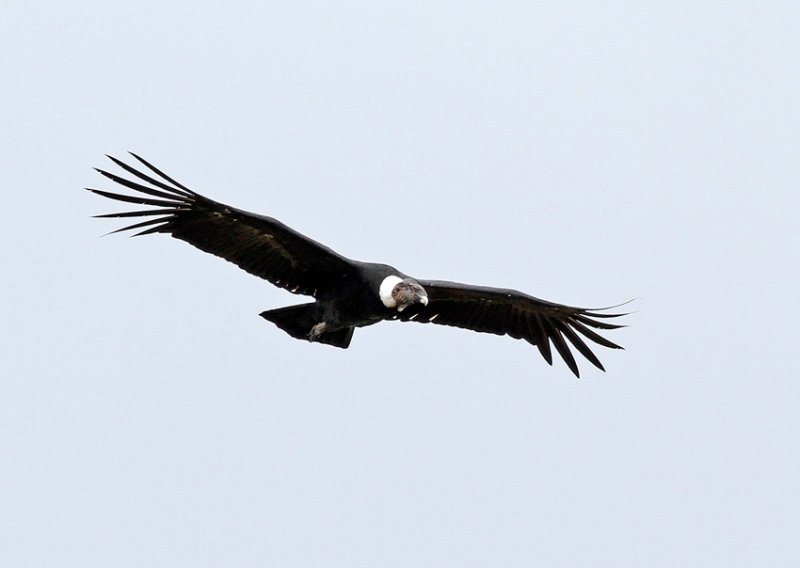 Andean Condor