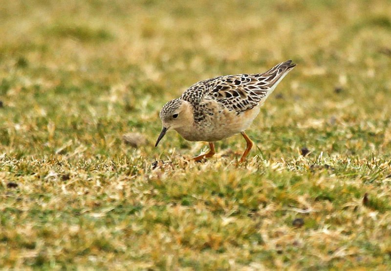 Buff-breasted Sandpiper