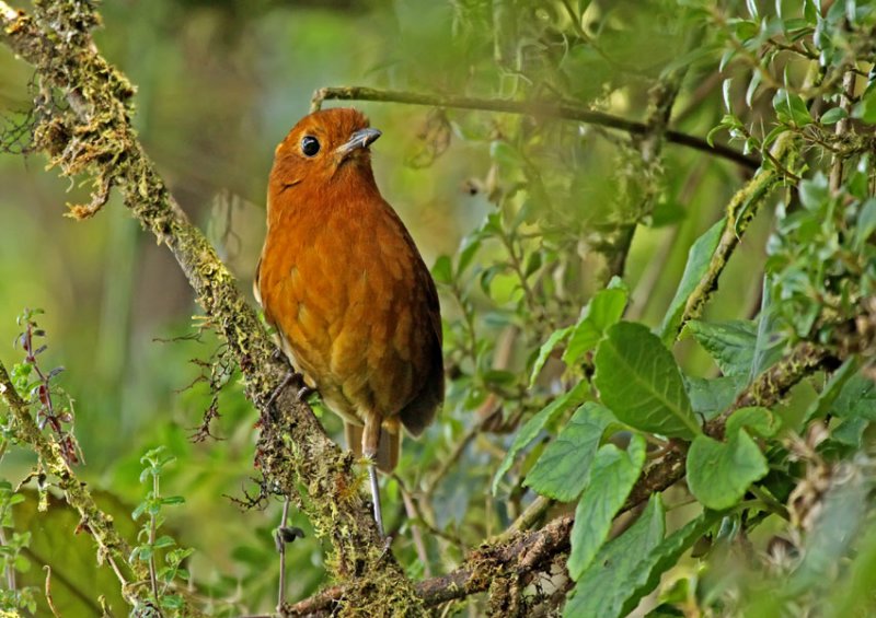 Equatorial Antpitta