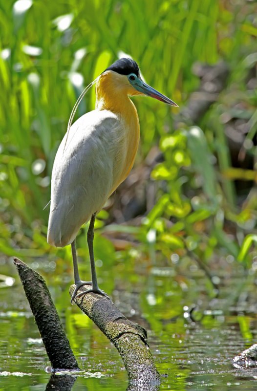 Capped Heron