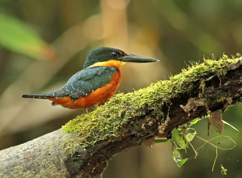 Green-and-rufous Kingfisher