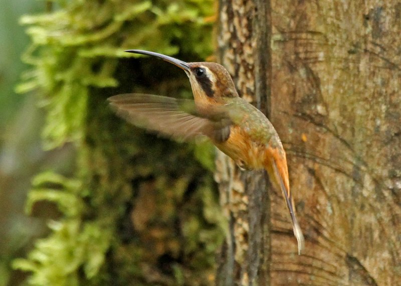 Gray-chinned Hermit