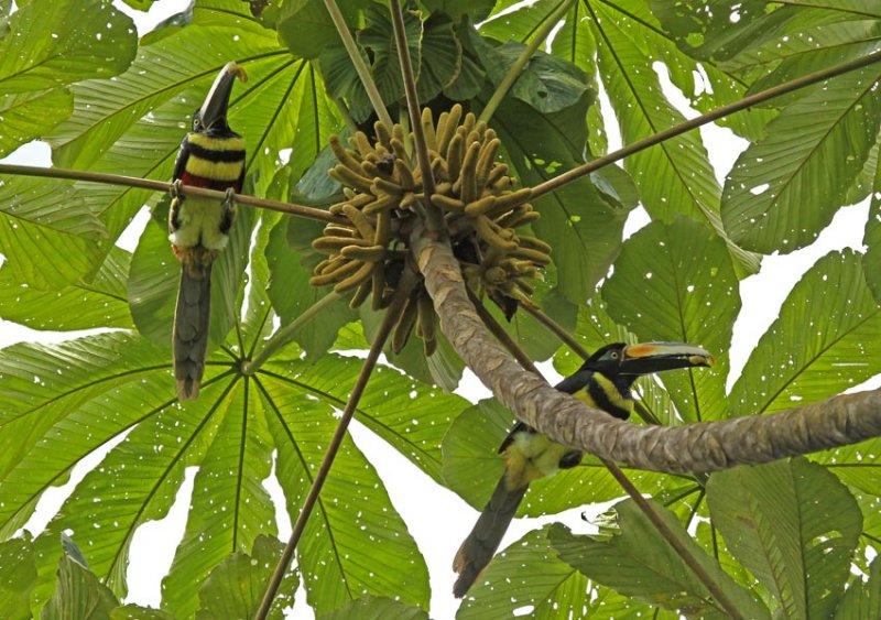 Many-banded Aracari