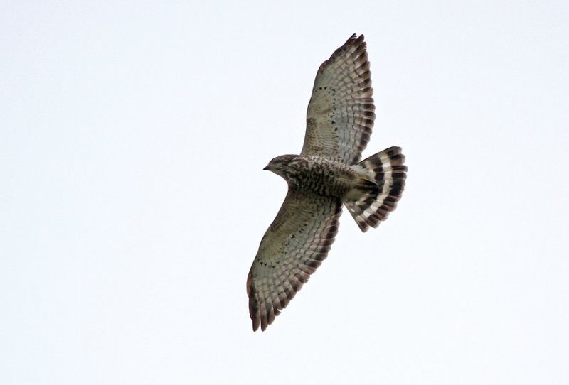 Broad-winged Hawk