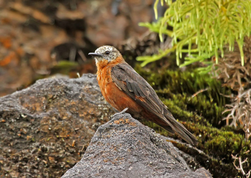 Cliff Flycatcher