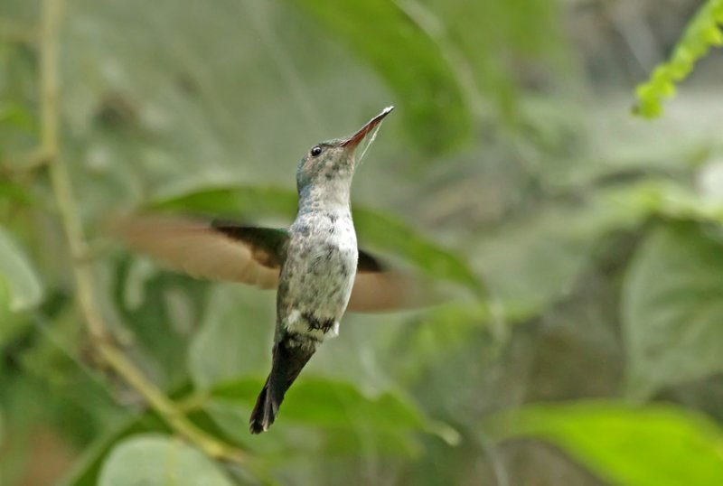 Blue-chested Hummingbird