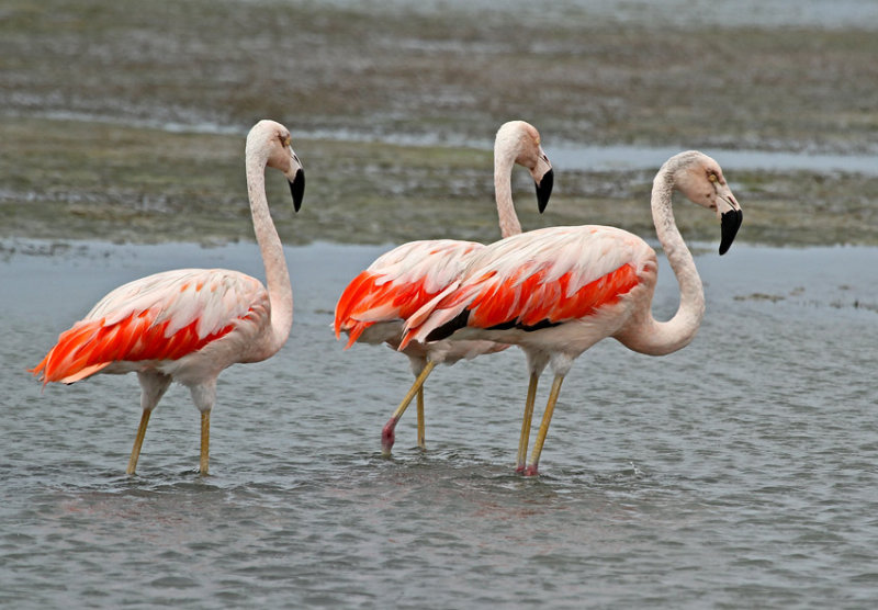 Chilean Flamingo