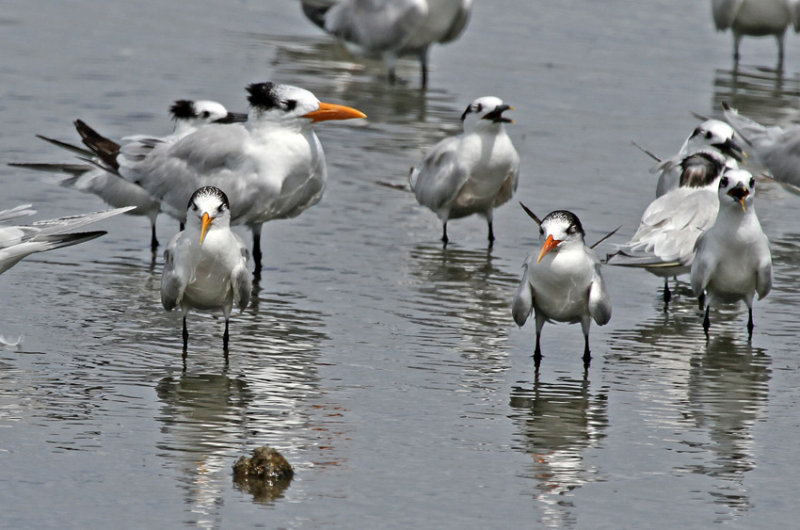 Elegant Tern