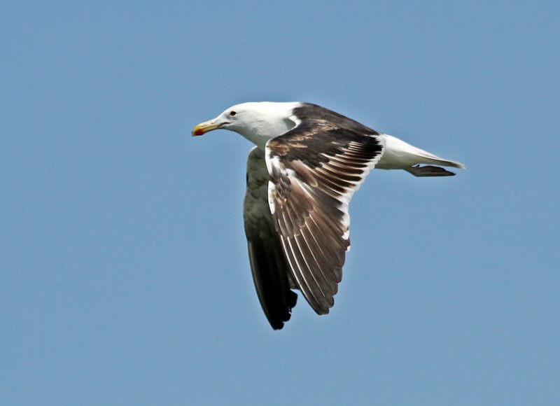 Kelp Gull