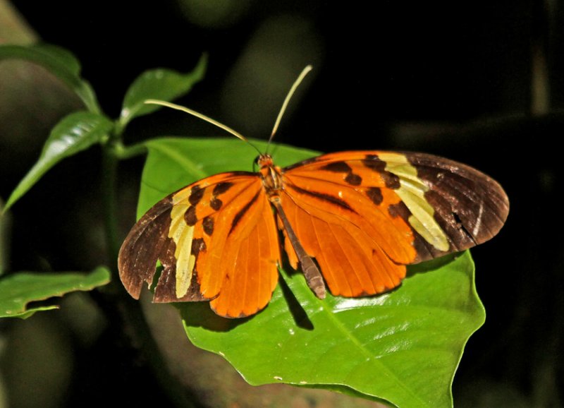 Melinaea menophilus