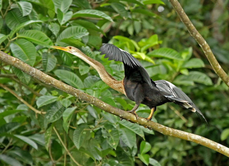 Anhinga