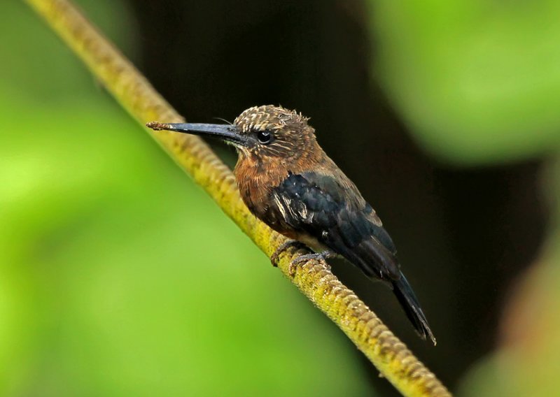 Brown Jacamar