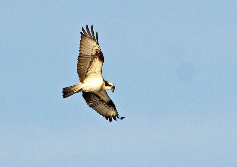 Osprey