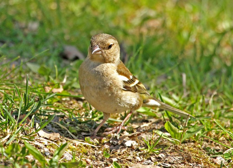 Chaffinch