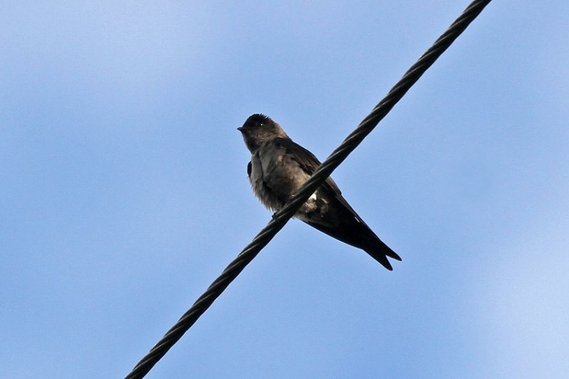 White-thighed Swallow