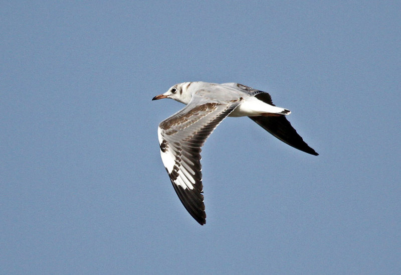 Gray-hooded Gull