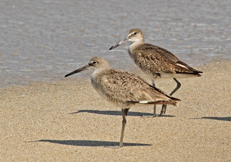 Willet