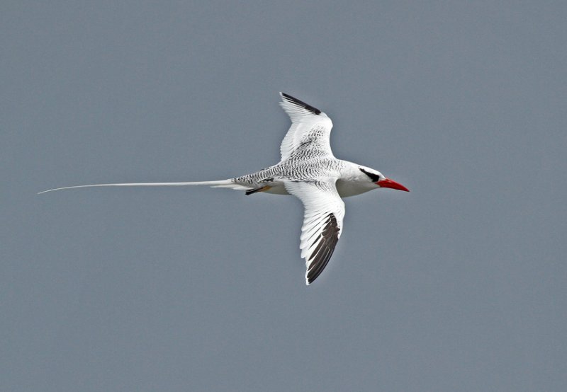 Red-billed Tropicbird