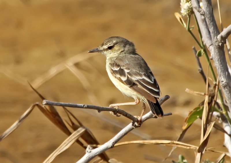 Short-tailed Field-Tyrant