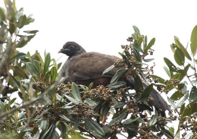 Andean Guan