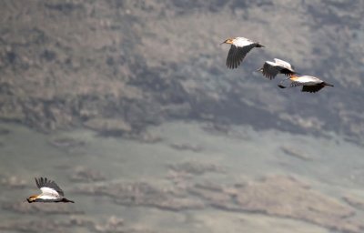 Andean Ibis