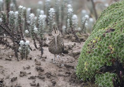 Andean Snipe