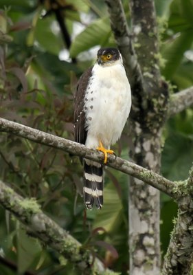 Bicolored Hawk