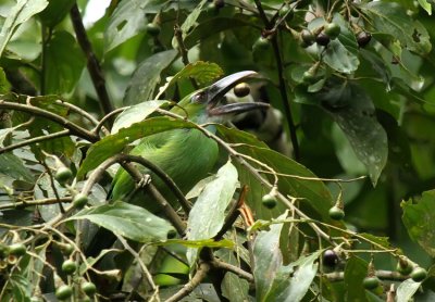 Chestnut-tipped Toucanet