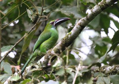 Chestnut-tipped Toucanet