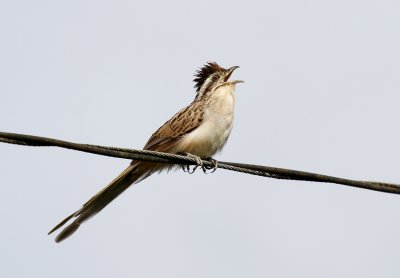 Striped Cuckoo