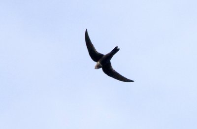 White-chested Swift