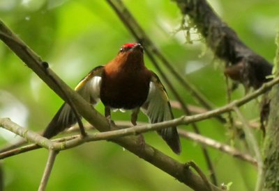 Club-winged Manakin