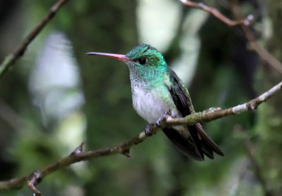 Hybrid Andean Emerald x Rufous-tailed Hummingbird