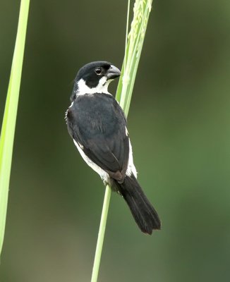 Variable Seedeater