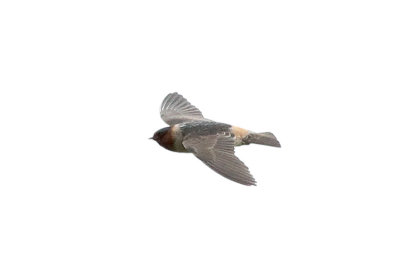 Cliff Swallow