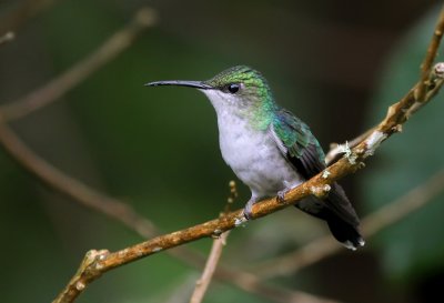 Fork-tailed Woodnymph