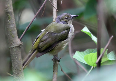 Fulvous-crested Tanager