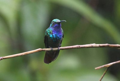 Lazuline Sabrewing