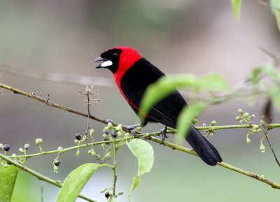 Masked Crimson Tanager