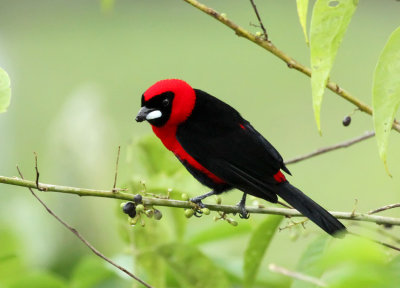 Masked Crimson Tanager