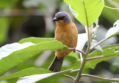 Rufous-crested Tanager