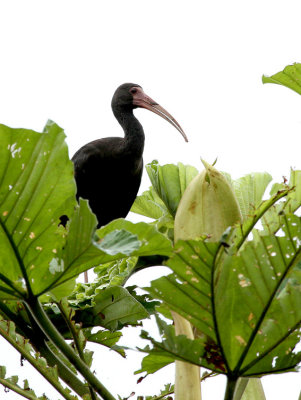 Bare-faced Ibis