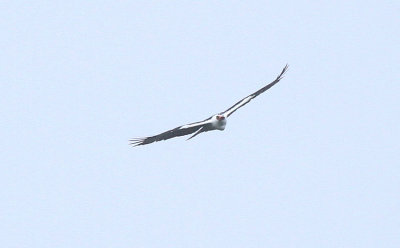 Black-and-white Hawk-Eagle