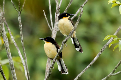 Black-capped Donacobius