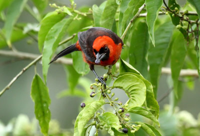 Masked Crimson Tanager