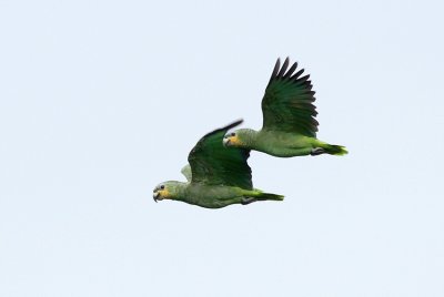 Orange-winged Parrot