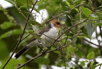 Red-capped Cardinal